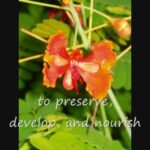 Watering seeds of joy